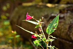 Impatiens glandulifera