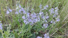 Veronica orsiniana