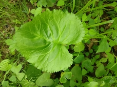 Caltha palustris