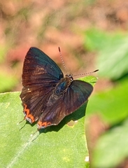 Heliophorus indicus