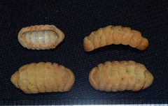Lepidopleurus cajetanus