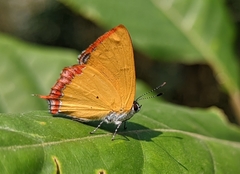 Heliophorus indicus