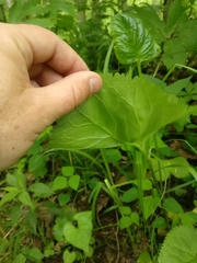 Caltha palustris