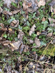 Hedera helix