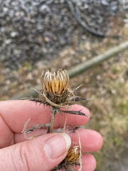 Carlina vulgaris