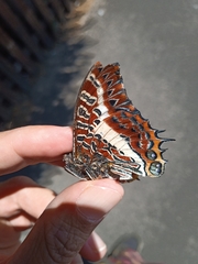 Charaxes brutus