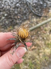 Carlina vulgaris