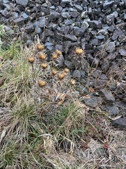 Carlina vulgaris