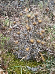 Carlina vulgaris