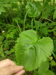 Caltha palustris