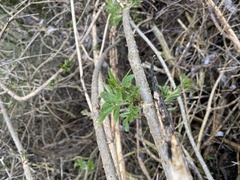 Sambucus nigra