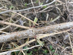 Sambucus nigra