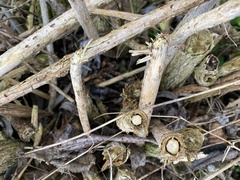 Sambucus nigra