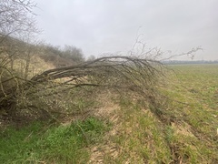 Prunus cerasifera