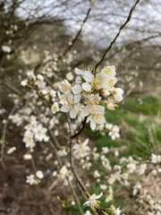 Prunus cerasifera