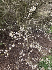 Prunus cerasifera