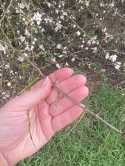 Prunus cerasifera