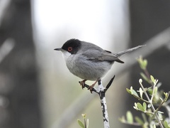 Curruca melanocephala