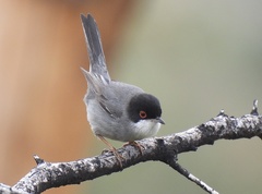 Curruca melanocephala