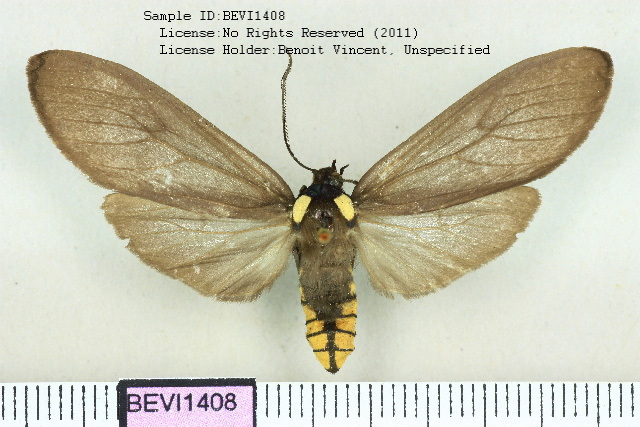 Opharus brasiliensis