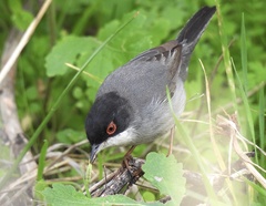 Curruca melanocephala