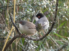 Curruca melanocephala