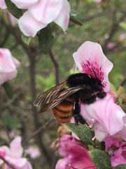 Bombus bicoloratus