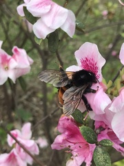 Bombus bicoloratus