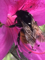 Bombus bicoloratus