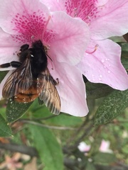 Bombus bicoloratus