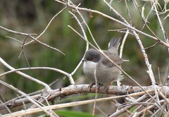 Curruca melanocephala