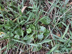 Ficaria verna