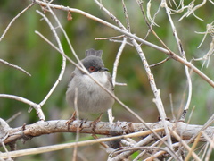 Curruca melanocephala