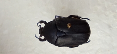 Protaetia opaca