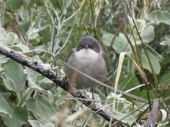 Curruca melanocephala