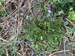 Cardamine hirsuta