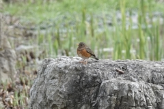 Turdus dissimilis