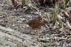 Turdus dissimilis