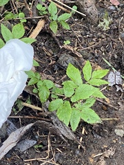 Aegopodium podagraria