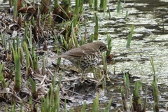 Turdus mupinensis