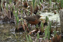 Turdus dissimilis