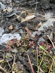 Epilobium brachycarpum
