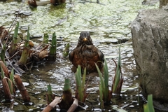 Turdus dissimilis