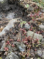 Epilobium brachycarpum