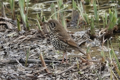 Turdus mupinensis