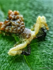 Phrynarachne ceylonica