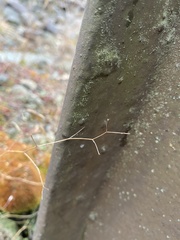 Epilobium brachycarpum