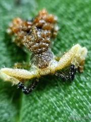 Phrynarachne ceylonica