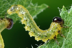 Pristiphora geniculata