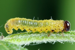 Pristiphora geniculata